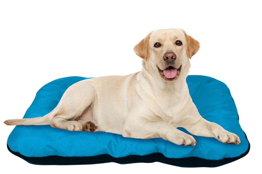 STARLYF DOG BED