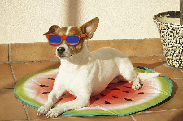 STARLYF PET COOLING MAT